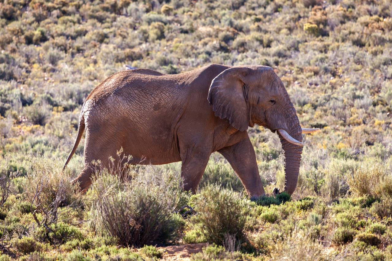 African elephant walking through the karoo veld on a Karoo Safari Day Trip